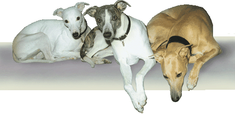 Os Nossos Whippets - �ndice do F�rum